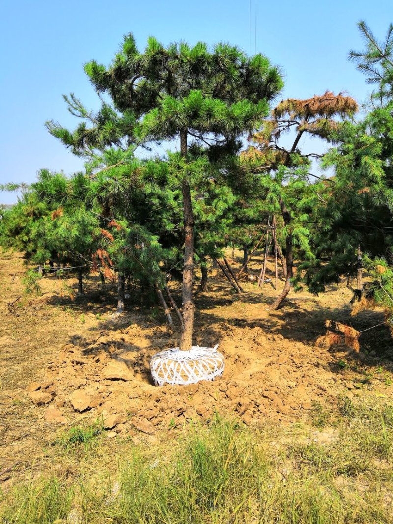 陕西本地造型，麦冬草