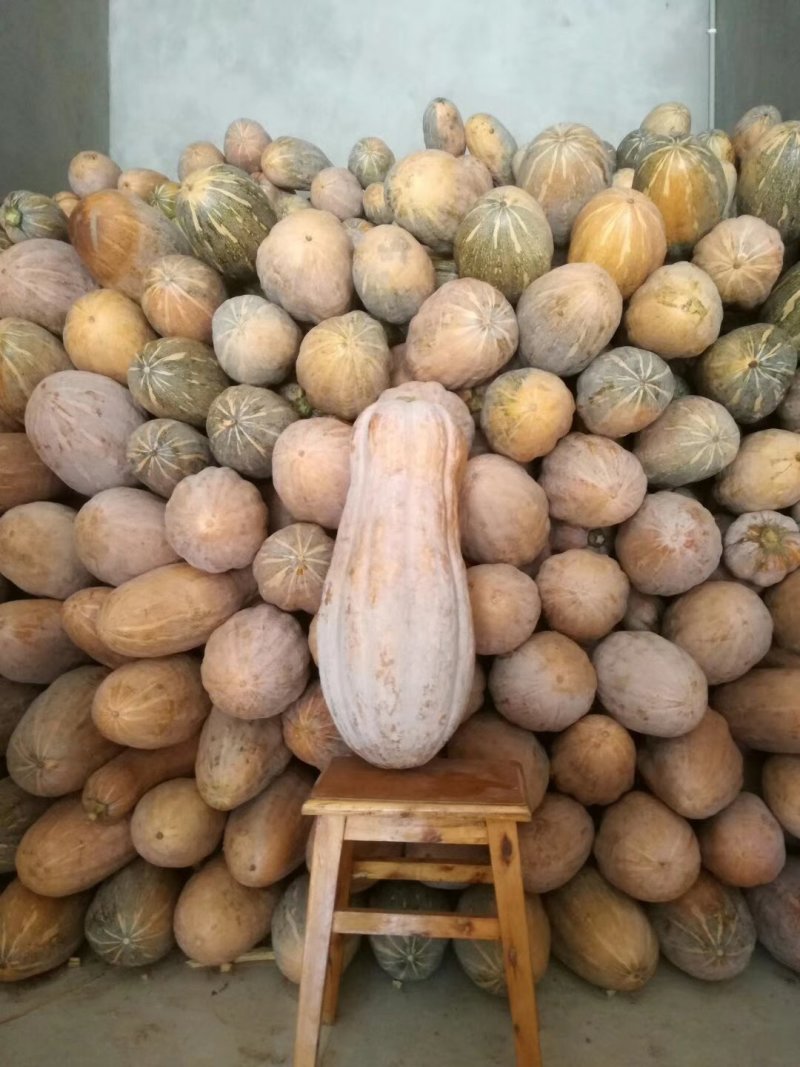 蜜本南瓜🎃