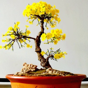 迎春花苗【春天的花，花开密集，美丽壮观】