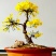 迎春花苗【春天的花，花开密集，美丽壮观】