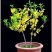 迎春花苗【春天的花，花开密集，美丽壮观】