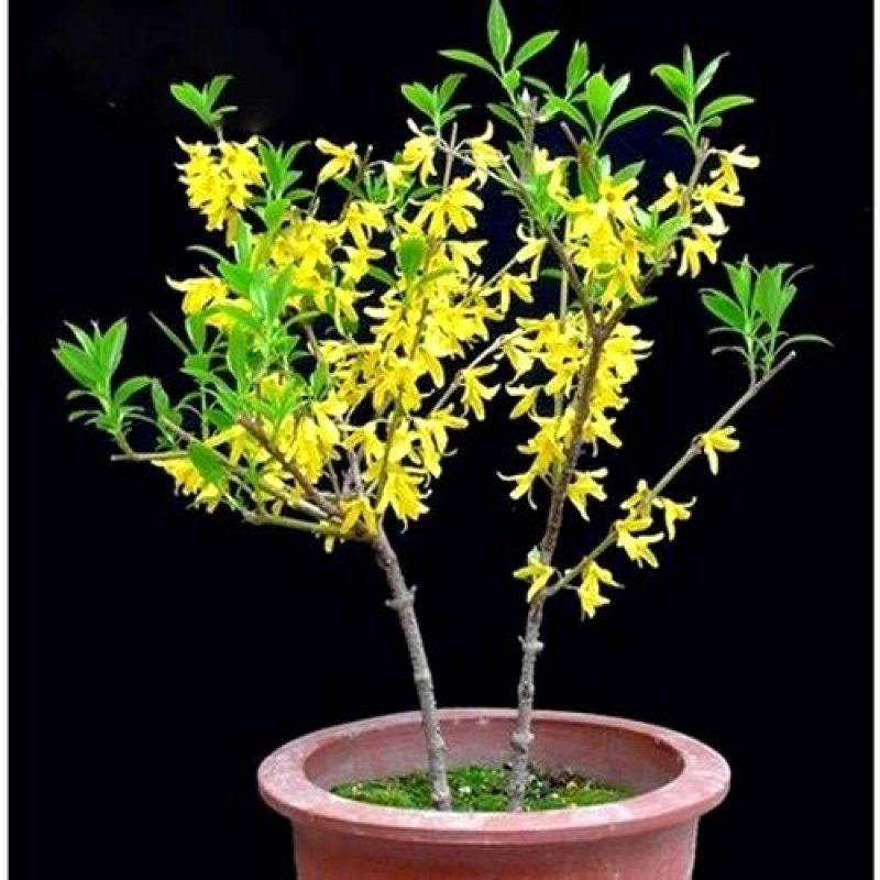 迎春花苗【春天的花，花开密集，美丽壮观】