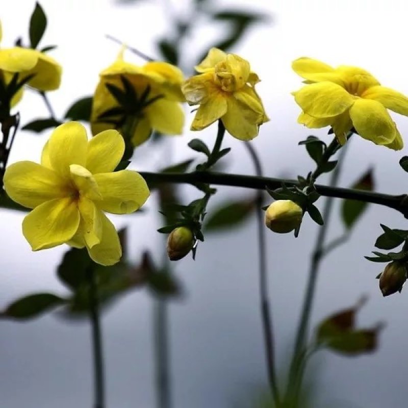 迎春花苗【春天的花，花开密集，美丽壮观】