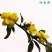 迎春花苗【春天的花，花开密集，美丽壮观】