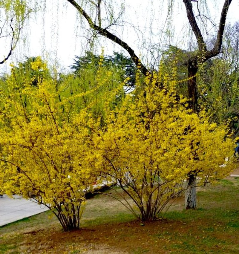 迎春花苗【春天的花，花开密集，美丽壮观】
