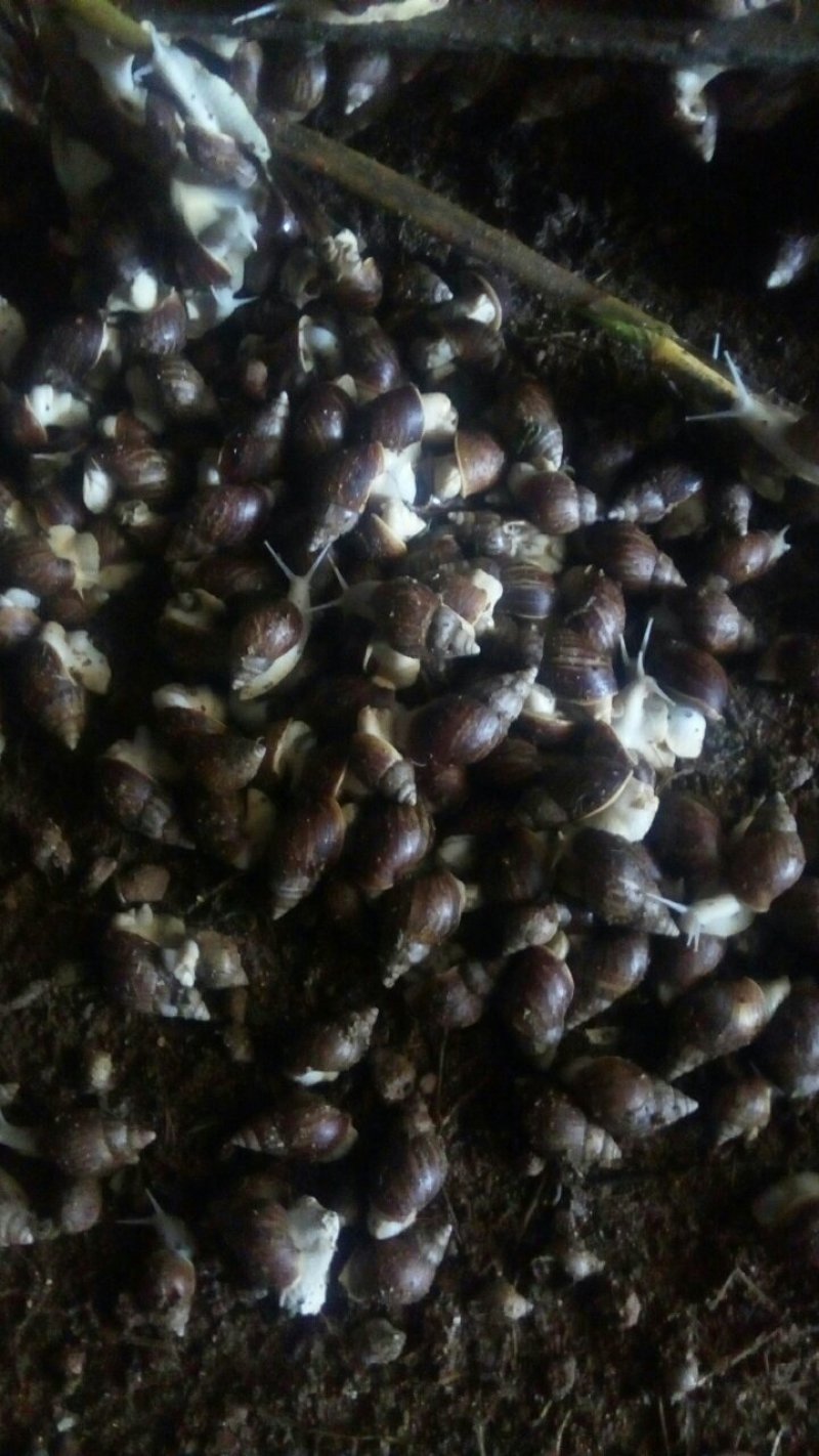 白玉蜗牛