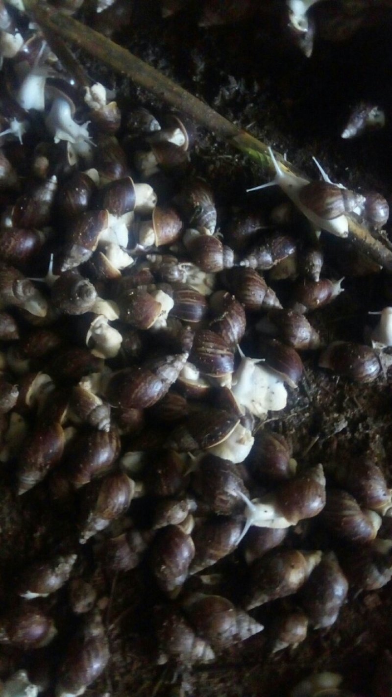 白玉蜗牛