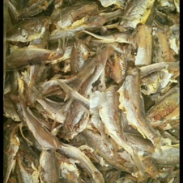 各种海鲜
