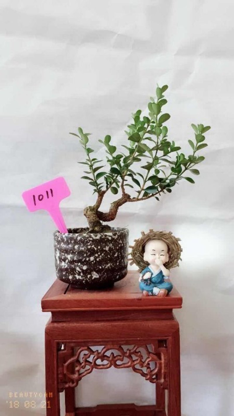 瓜子黄杨15厘米左右