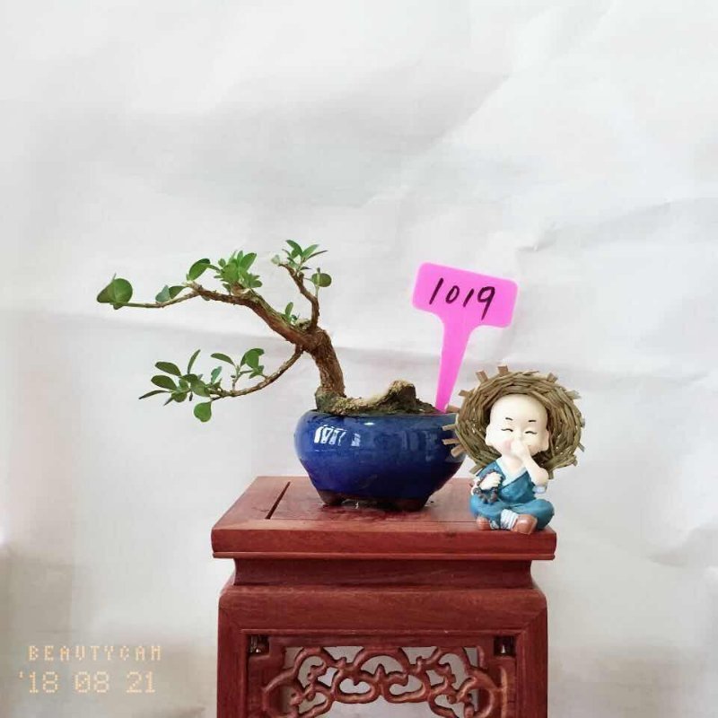 瓜子黄杨15厘米左右