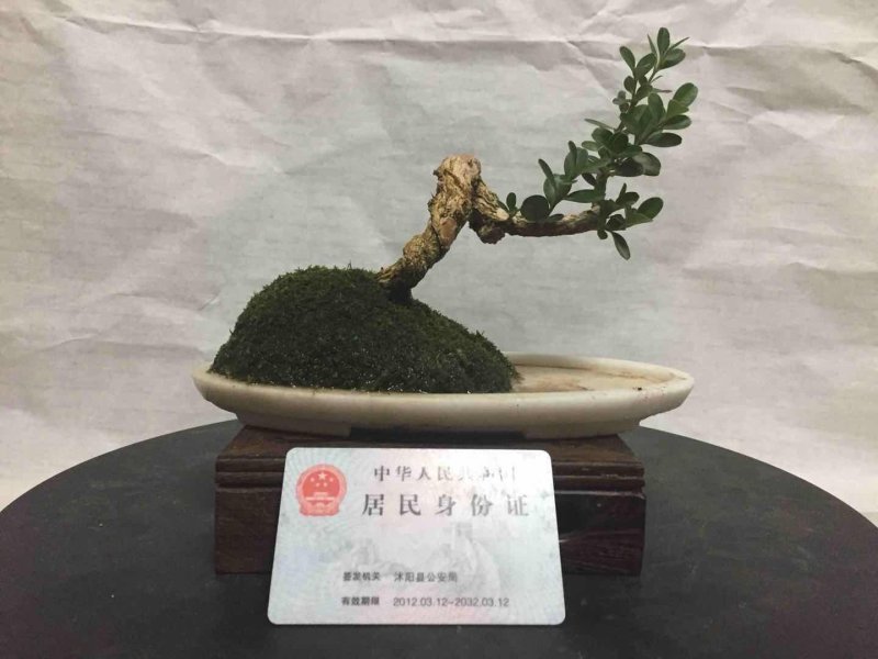 瓜子黄杨15厘米左右