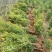 瓜子黄杨15厘米左右