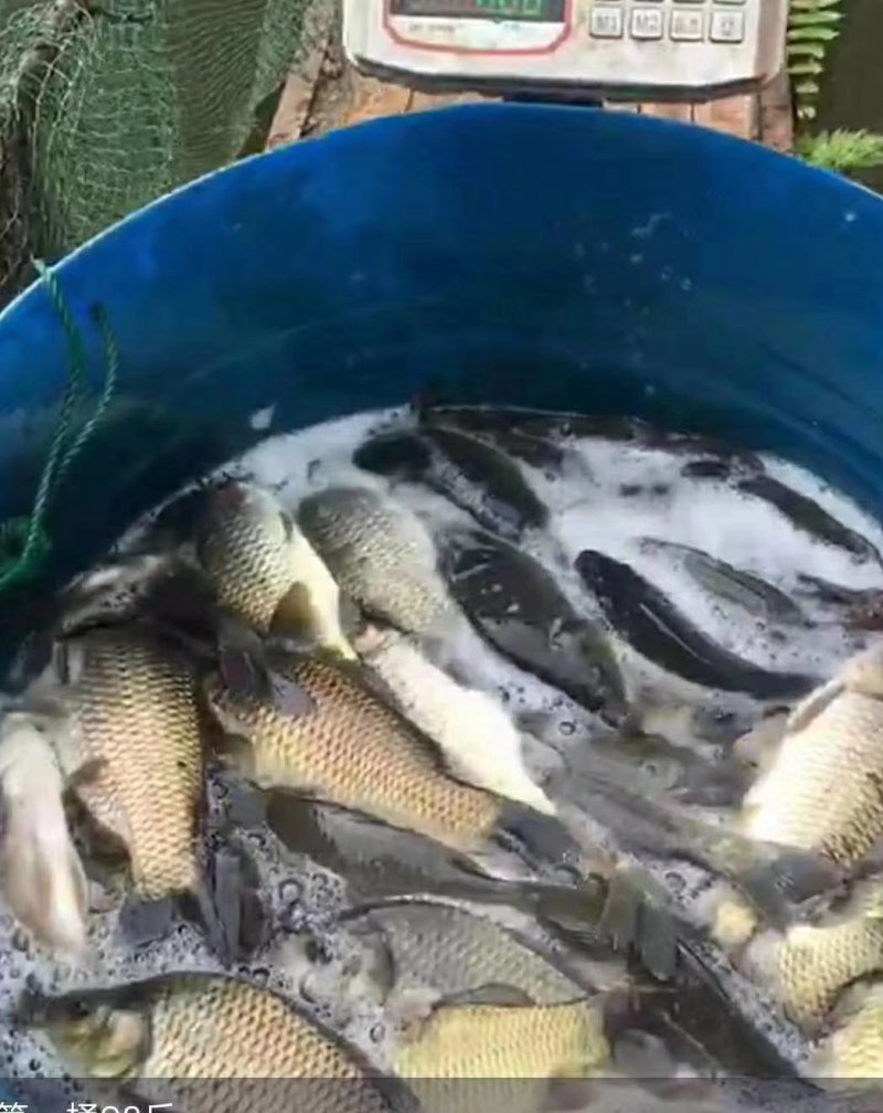 鲫鱼