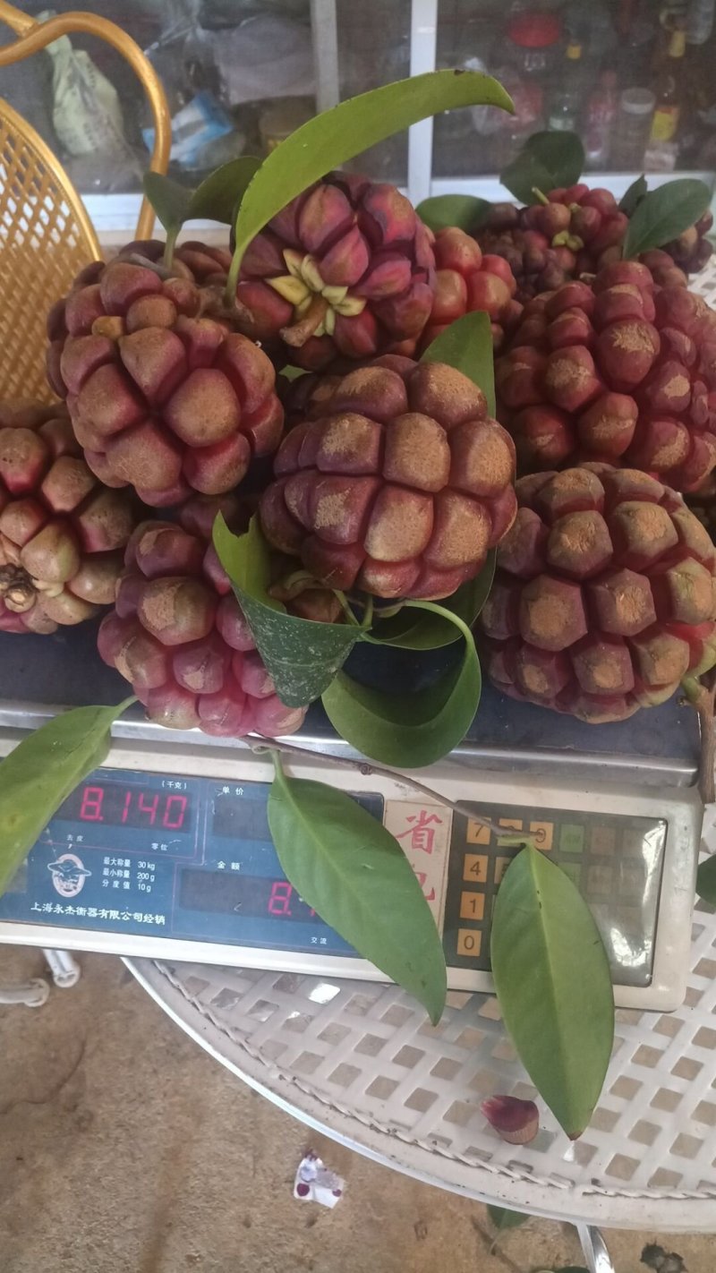 黑老虎果树苗布福娜树苗血藤果苗30~50cm