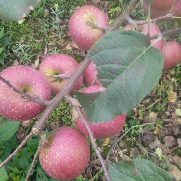 红富士苹果🍎