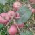红富士苹果🍎