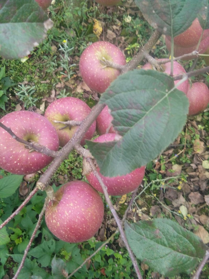 红富士苹果🍎