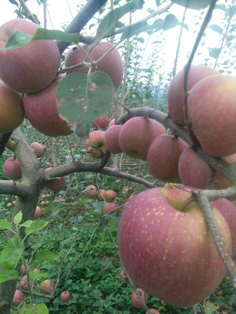 红富士苹果🍎
