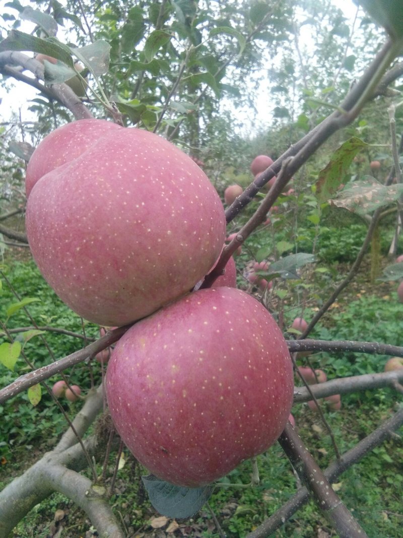 红富士苹果🍎