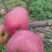 红富士苹果🍎