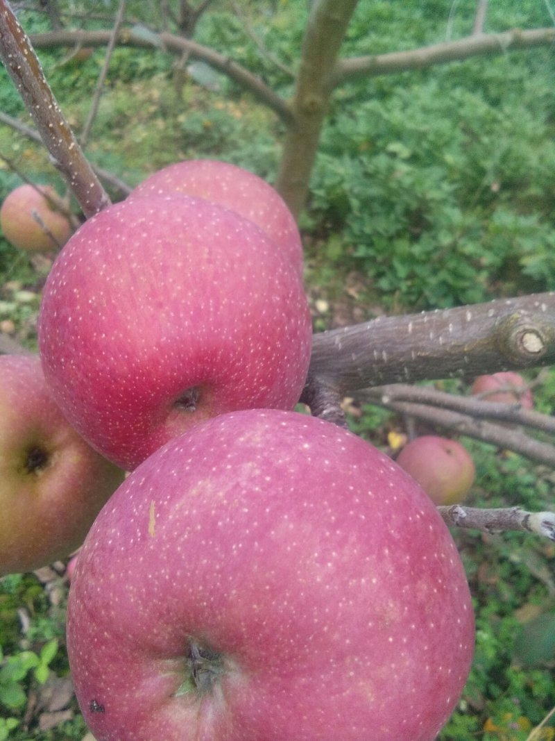 红富士苹果🍎