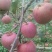 红富士苹果🍎