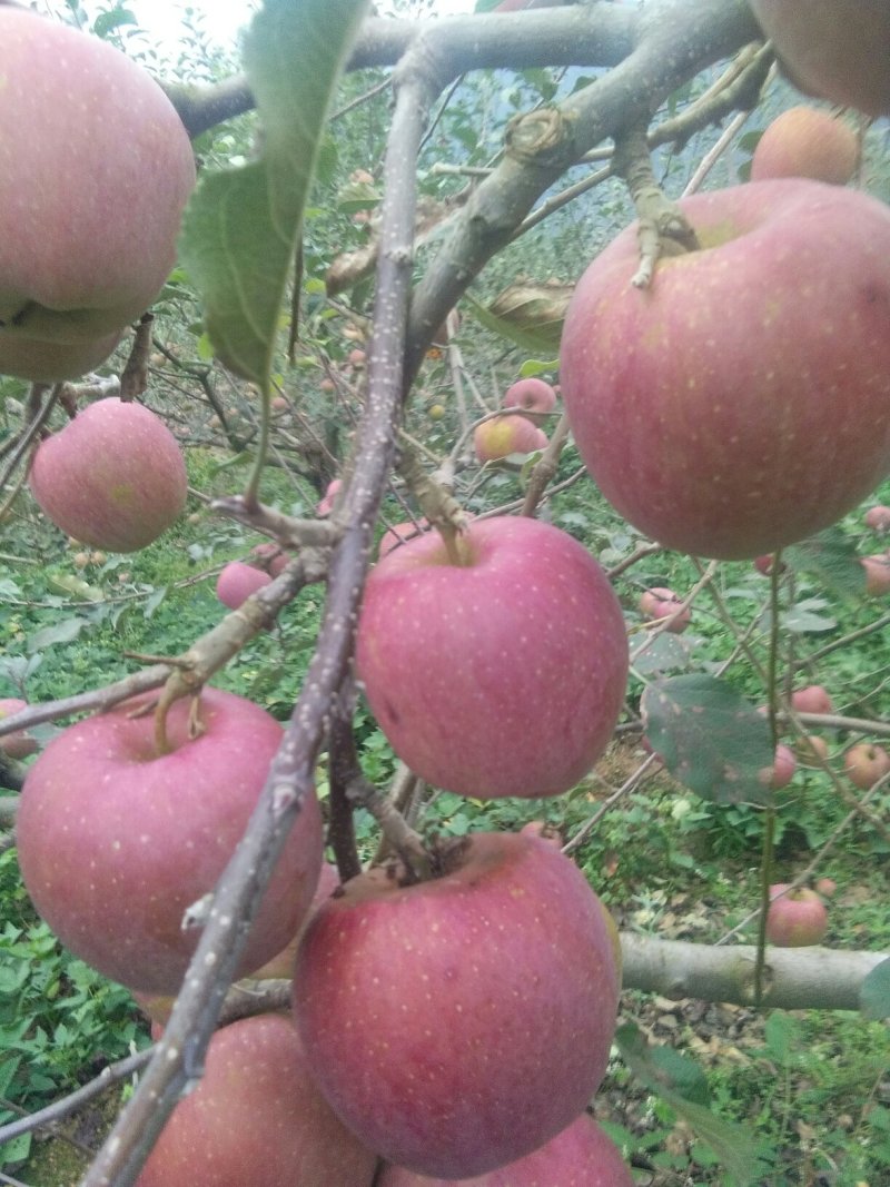 红富士苹果🍎