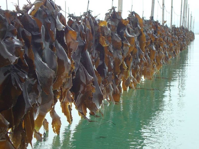农户直供半干海带结5斤装包邮