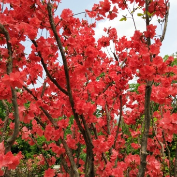 映山红树桩