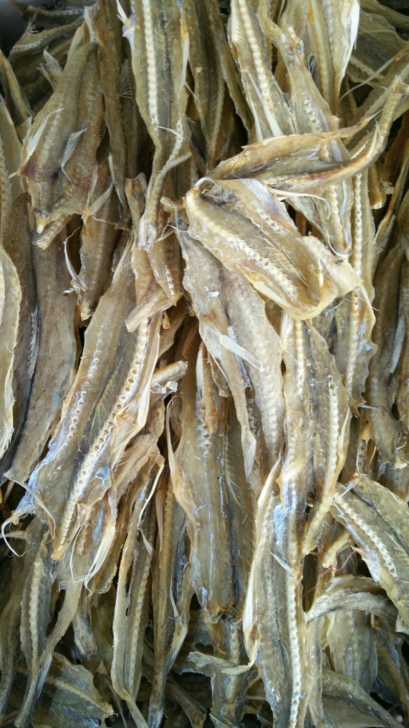 龙头鱼干