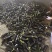 765茄，布利塔茄