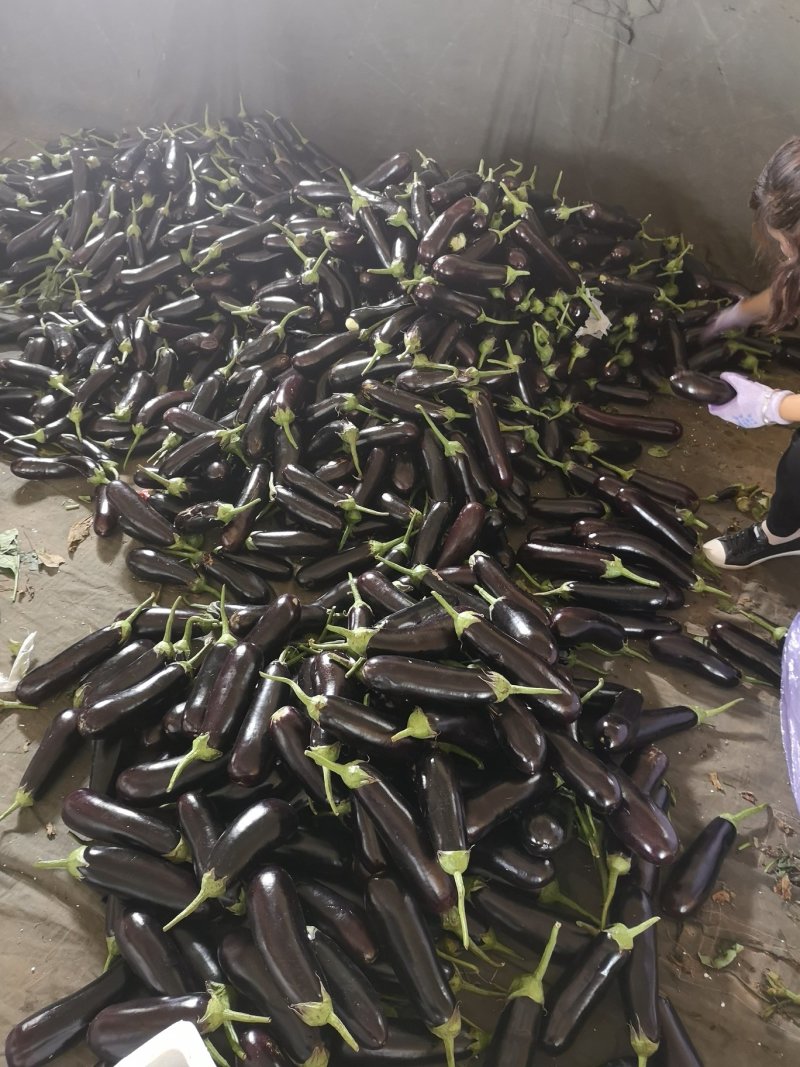 765茄，布利塔茄