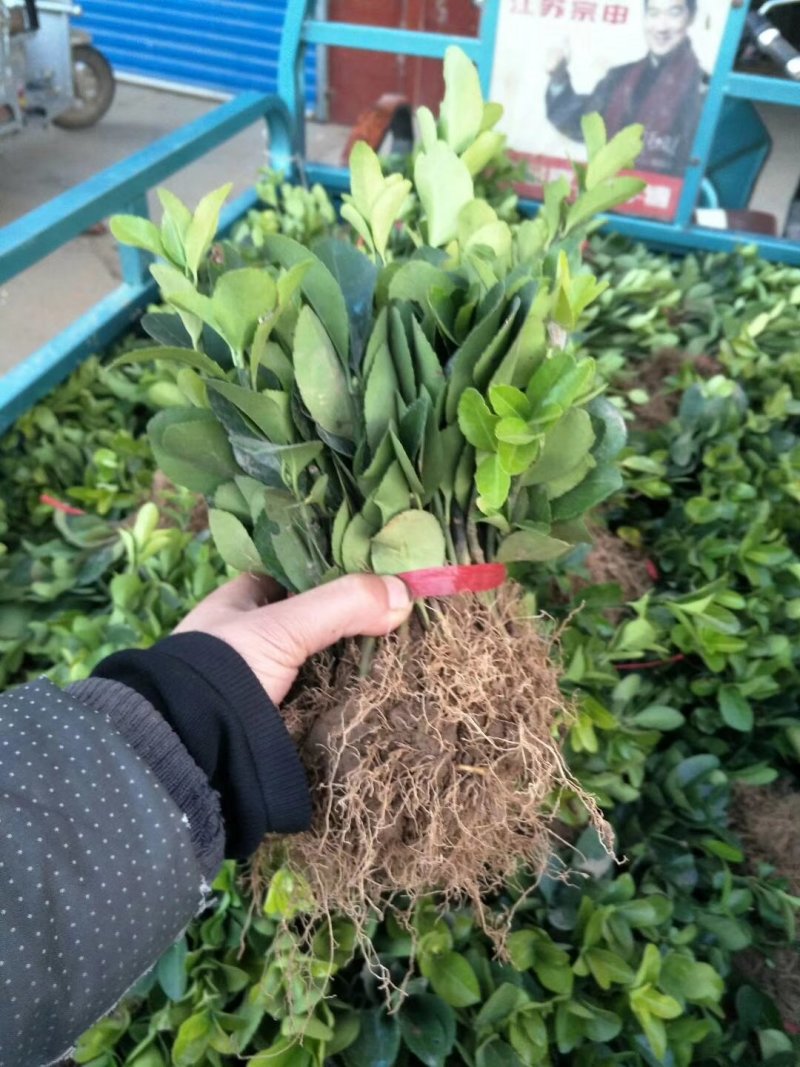 大叶冬青苗