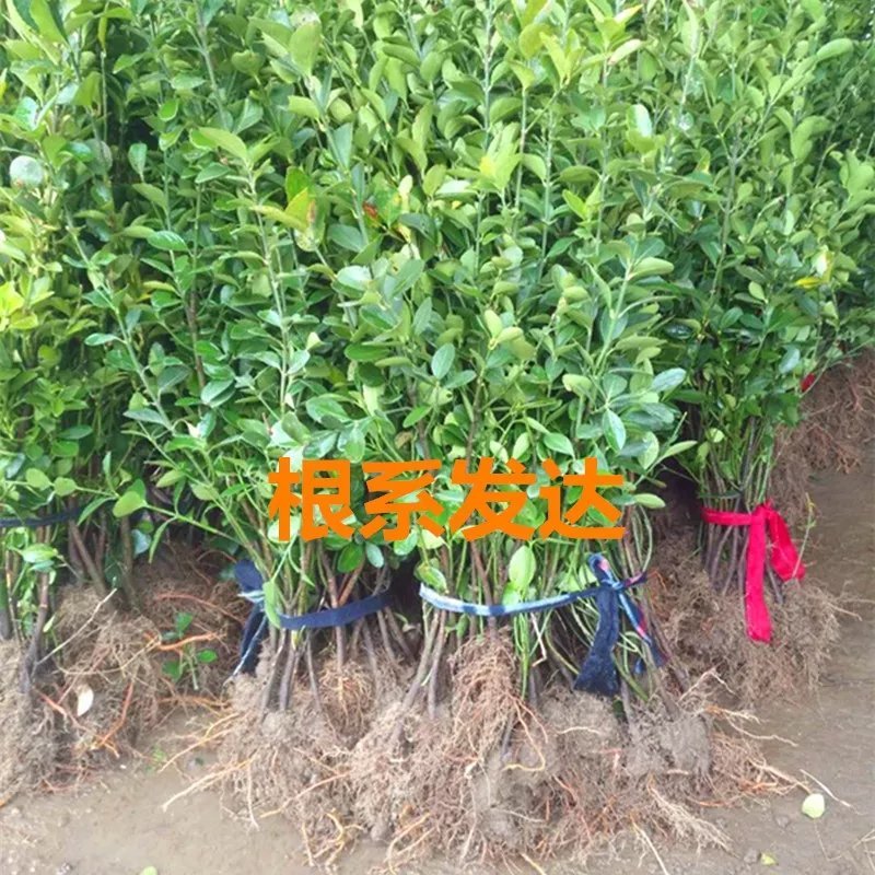 大叶冬青苗