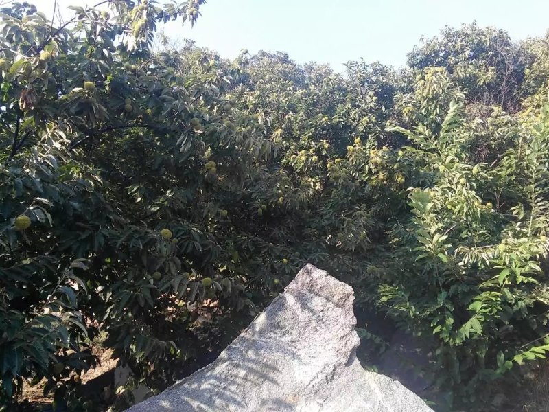 泰安金牛山油栗