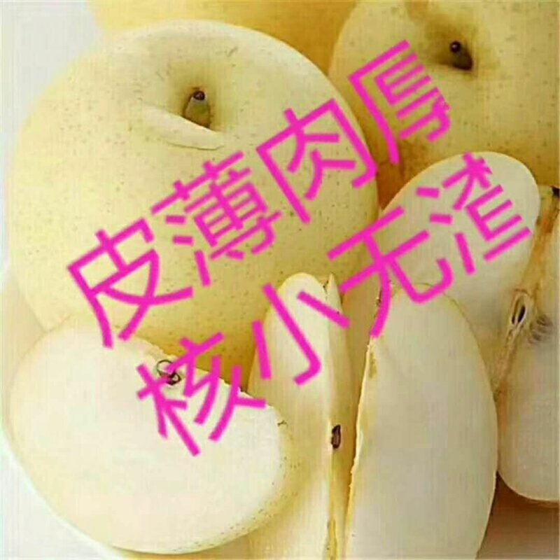 梨香苑博望黄金梨包脆包甜