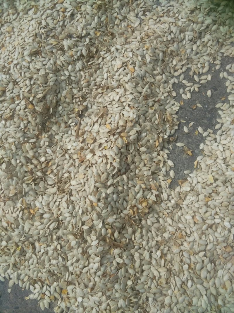 西胡芦瓜子，无壳胡芦籽