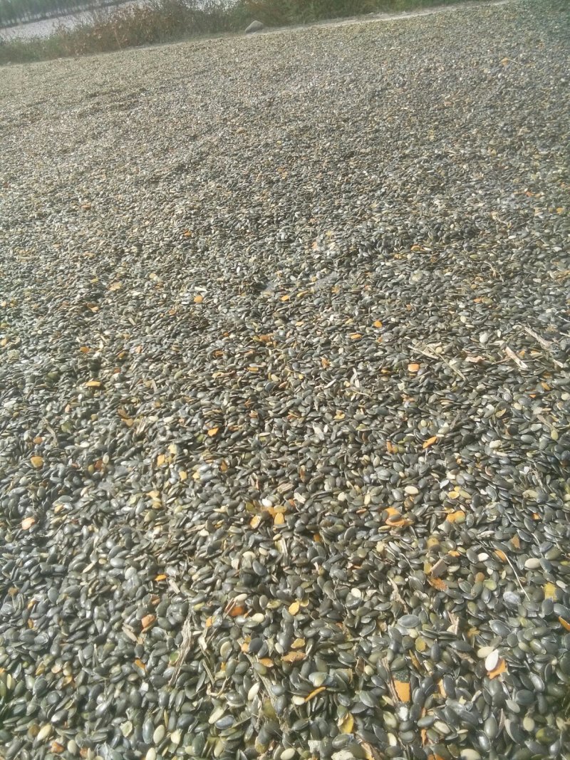 西胡芦瓜子，无壳胡芦籽