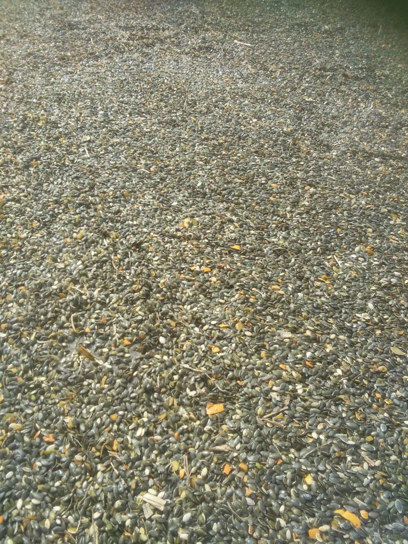 西胡芦瓜子，无壳胡芦籽