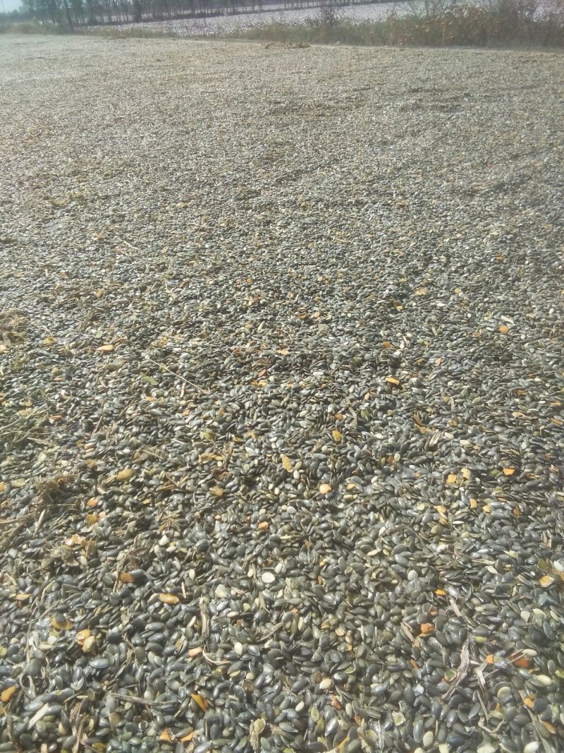 西胡芦瓜子，无壳胡芦籽
