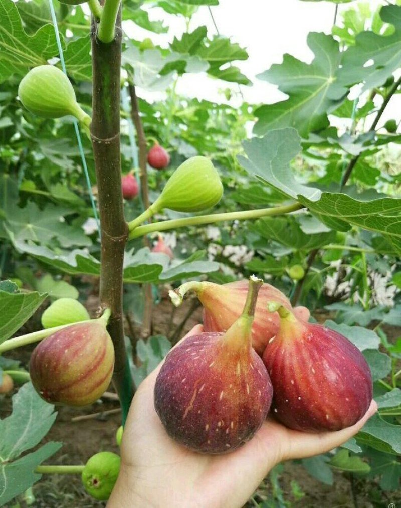 格莱斯无花果苗：久留米芭劳奈，斯特拉波姬红，青皮，金傲芬
