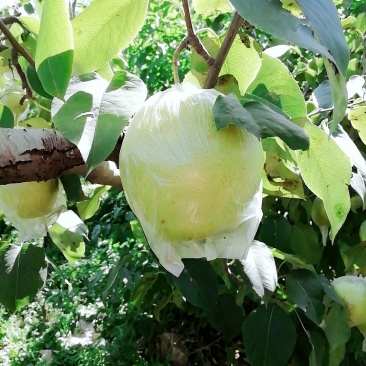 雪花梨