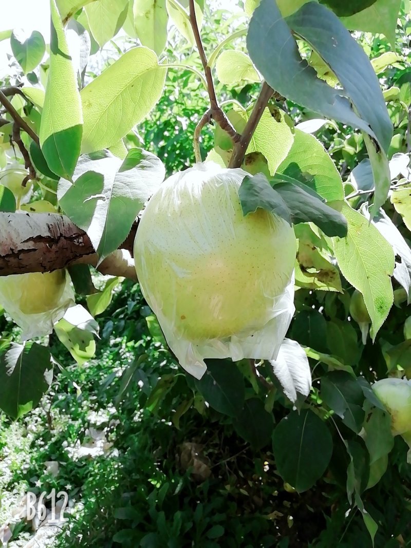 雪花梨