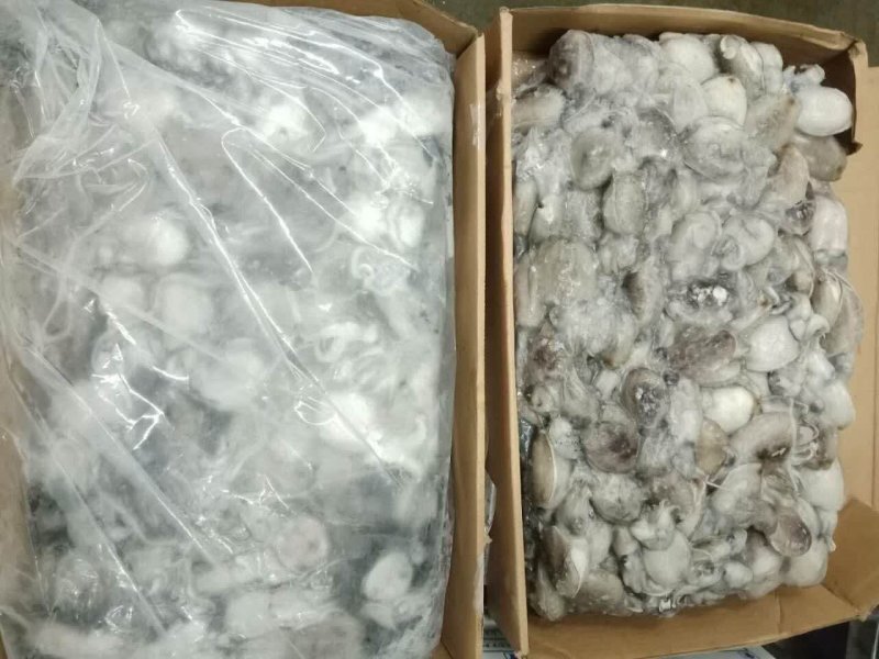 墨鱼﹤又叫乌贼规格20-50g