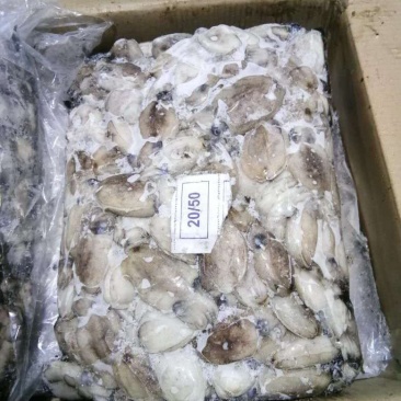 墨鱼﹤又叫乌贼规格20-50g
