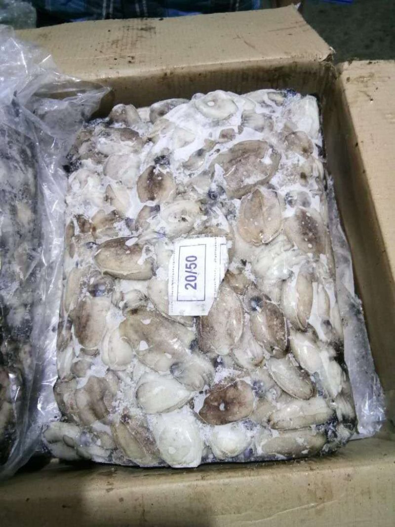 墨鱼﹤又叫乌贼规格20-50g