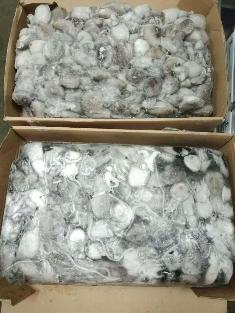 墨鱼﹤又叫乌贼规格20-50g