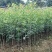 桂花苗1公分，品质好，成活率高，价格低。量大价格优惠。