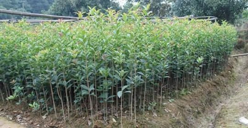 桂花苗1公分，品质好，成活率高，价格低。量大价格优惠。