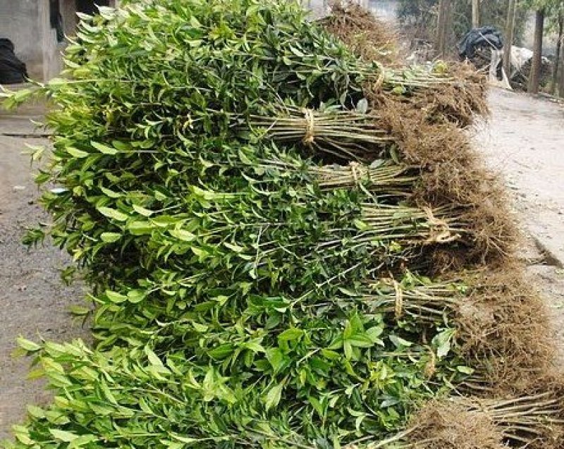 桂花苗1公分，品质好，成活率高，价格低。量大价格优惠。